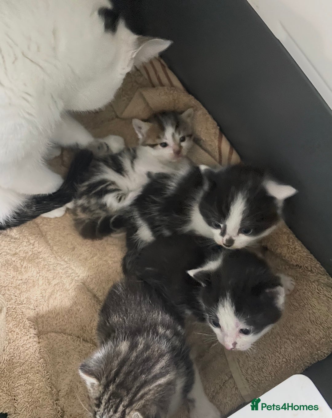 Mixed Breed cats for sale: Adorable Family-Raised Kittens 🐱  - Advert 2