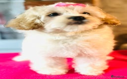 Mixed Breed dogs for sale: ⭐️ FABULOUS PETS ~TOY MALTIPOOS ~ HEALTH TESTED ⭐️ - Image 2