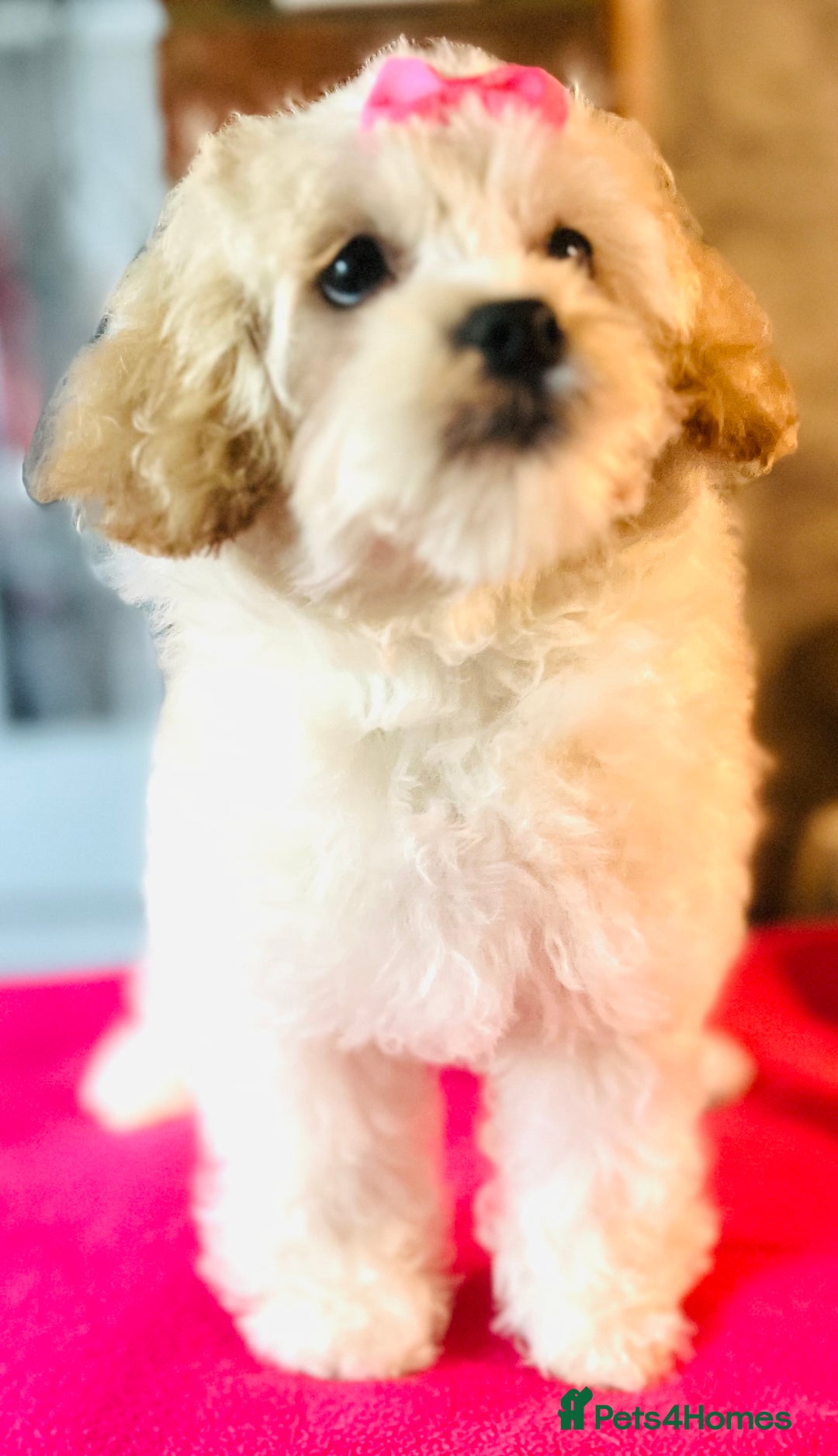 Mixed Breed dogs for sale: ⭐️ FABULOUS PETS ~TOY MALTIPOOS ~ HEALTH TESTED ⭐️ - Image 2