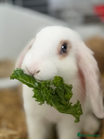 Mini Lop rabbits - Advert 1