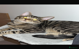 Mixed Breed cats for sale: Boy cat Hunter - Image 1