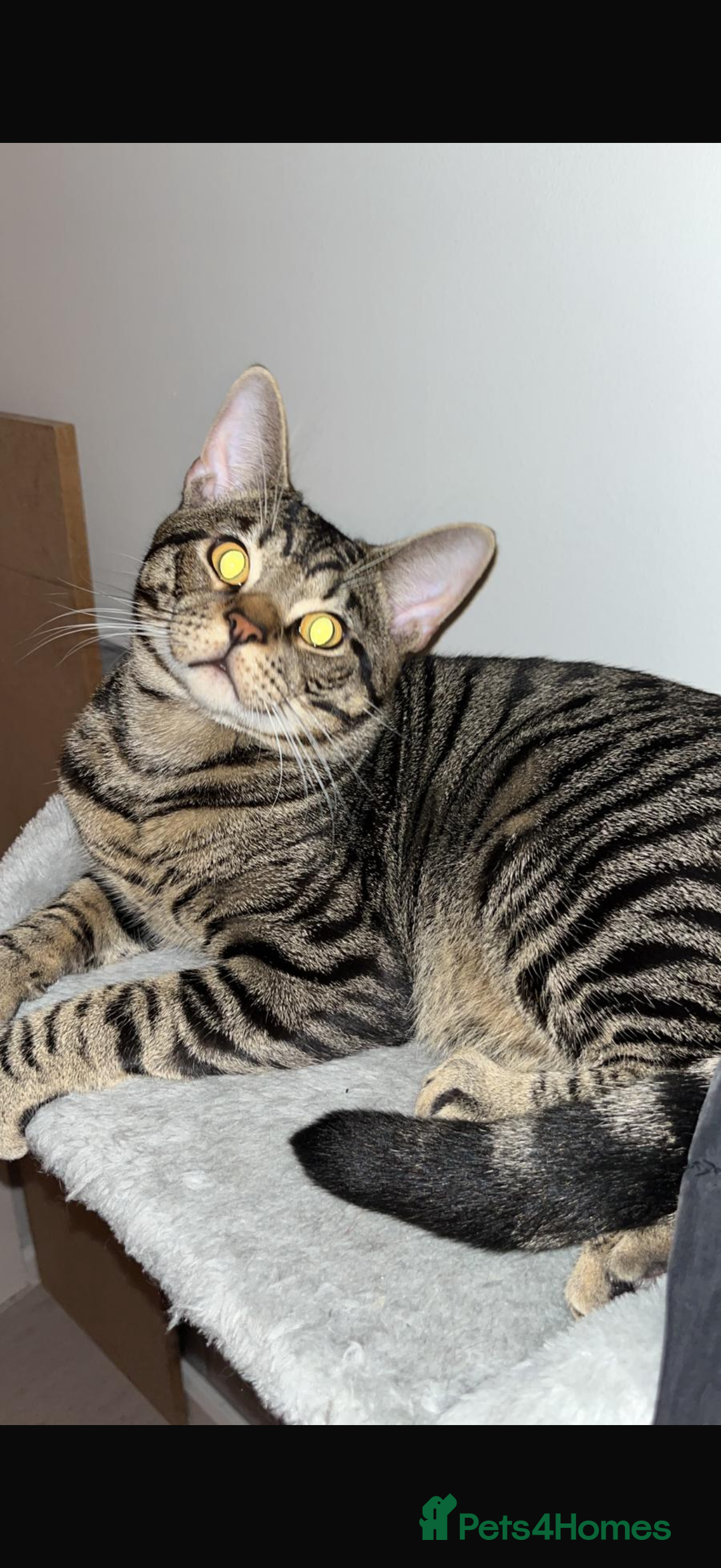 Mixed Breed cats for sale: Boy cat Hunter - Image 1