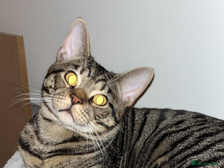 Mixed Breed cats for sale - Advert 1