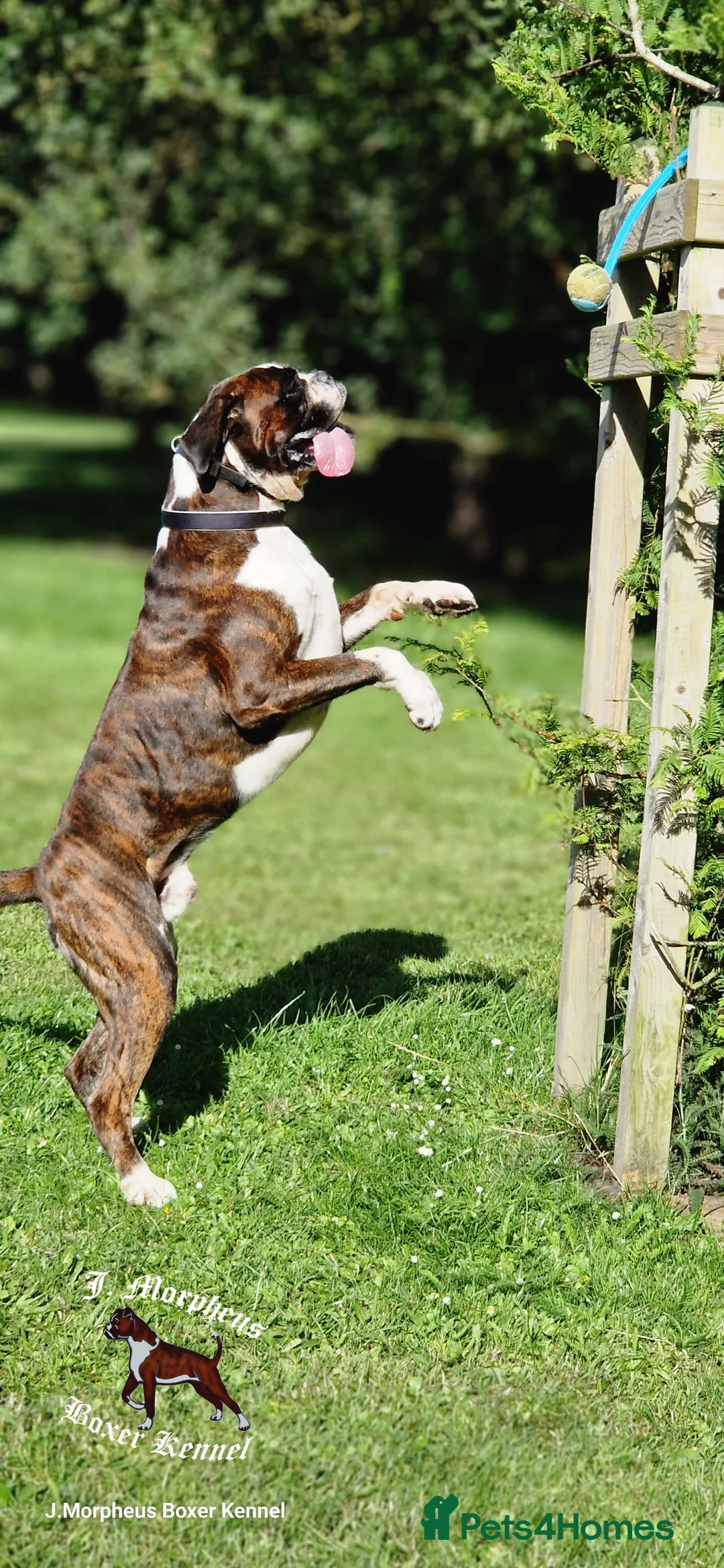 Boxer dogs for stud: 100% pure German Boxers in Norwich - Advert 10