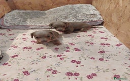 Miniature Dachshund dogs for sale: Mini short/long coat crossed dachshund  - Image 9