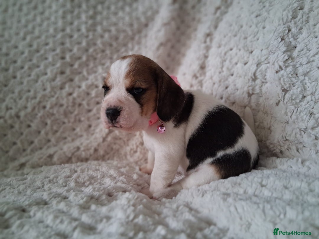 Beagle dogs for sale: KC Registered beagle puppies - Image 34