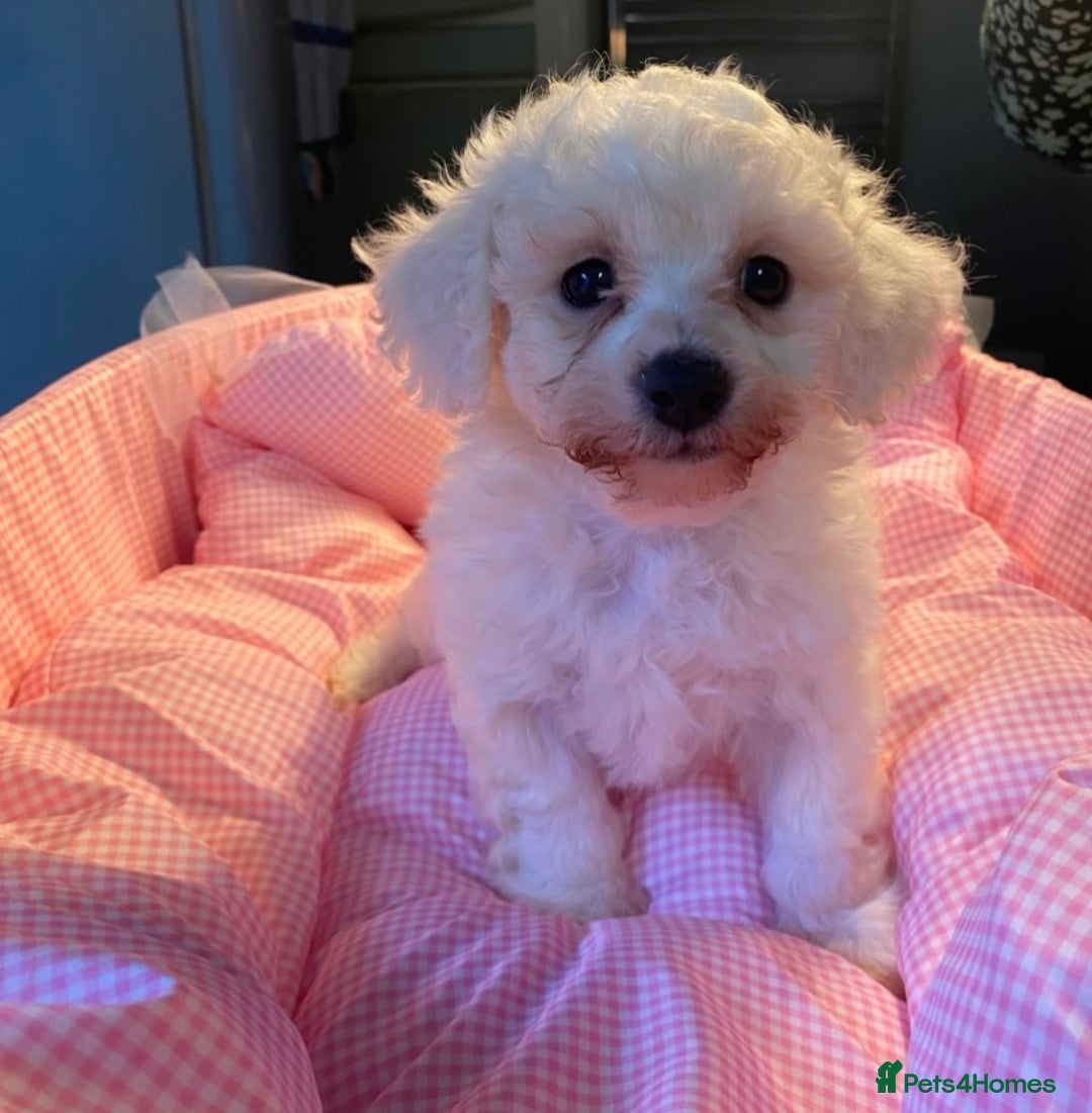 Bichon Frise dogs for sale: Beautiful kc registered bichon frise - Image 7