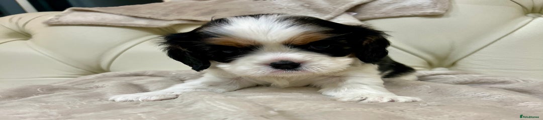 Cavalier King Charles Spaniel Puppy 3