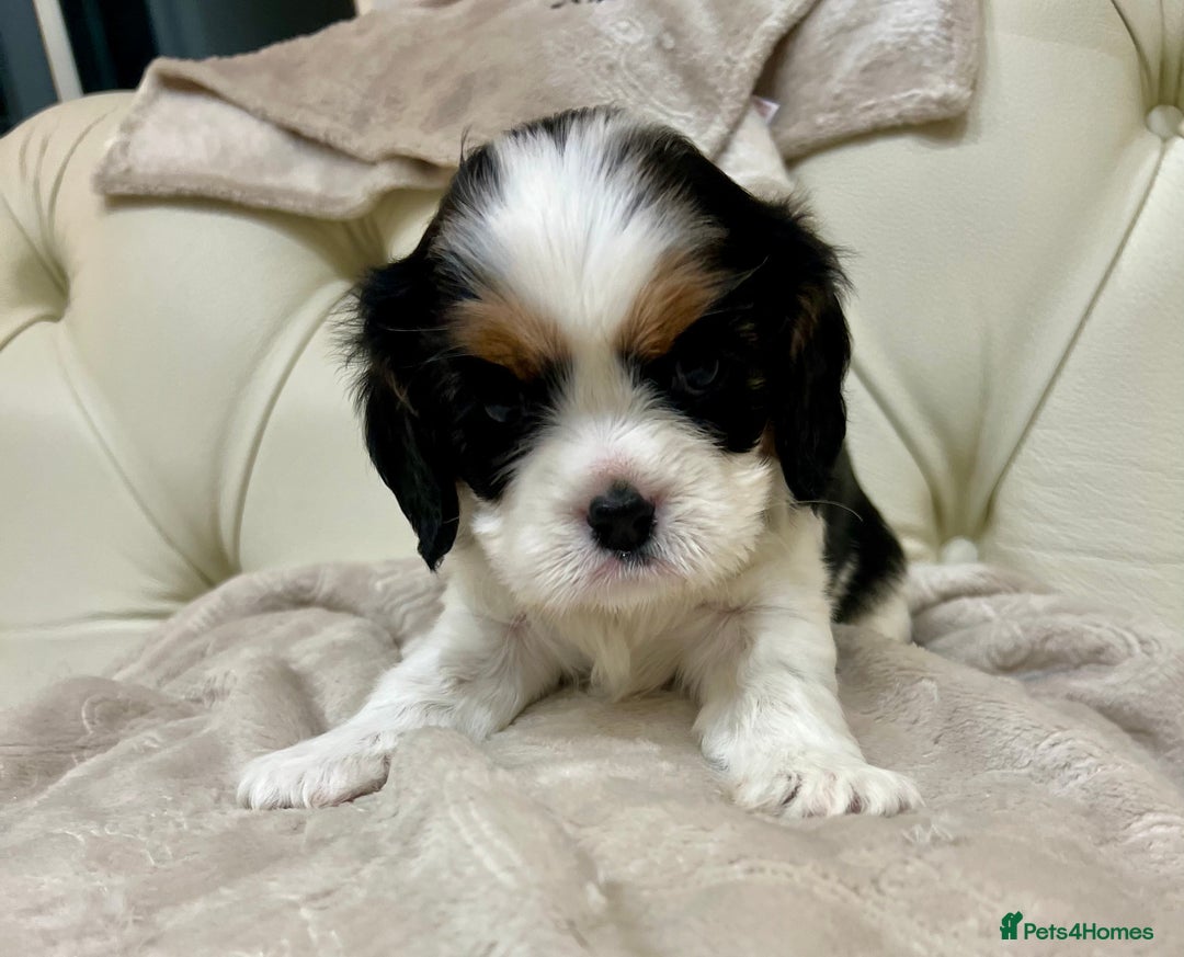 Cavalier King Charles Spaniel dogs for sale: Champion Sired KC Reg Cavalier King Charles  - Image 25