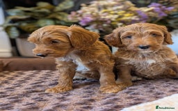 Australian Labradoodle dogs for sale: Mini Australian labradoodles, DNA health tested. - Image 3