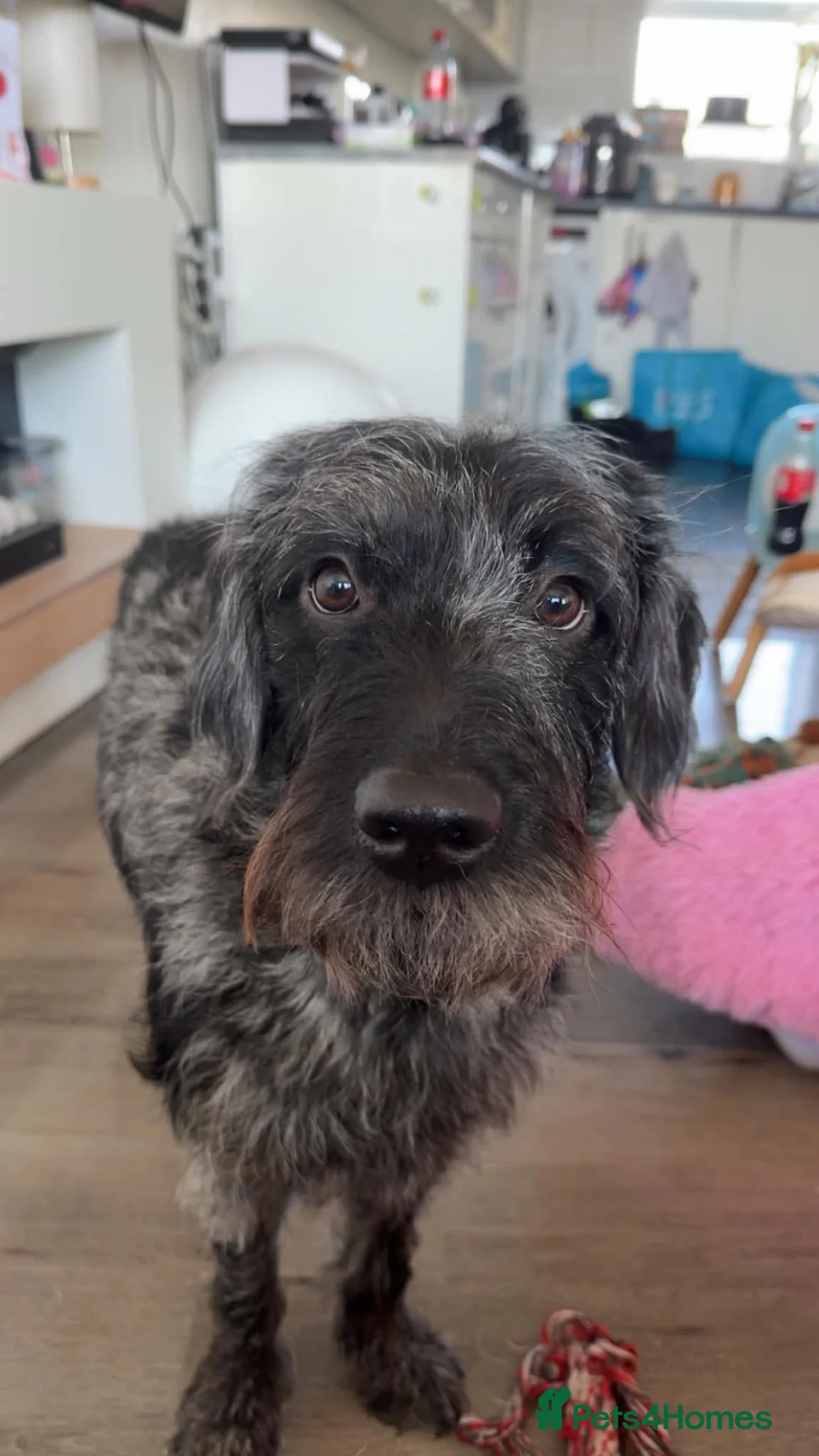 Labradoodle dogs for sale: Beautiful F2 Labradoodle Puppies. - Advert 22
