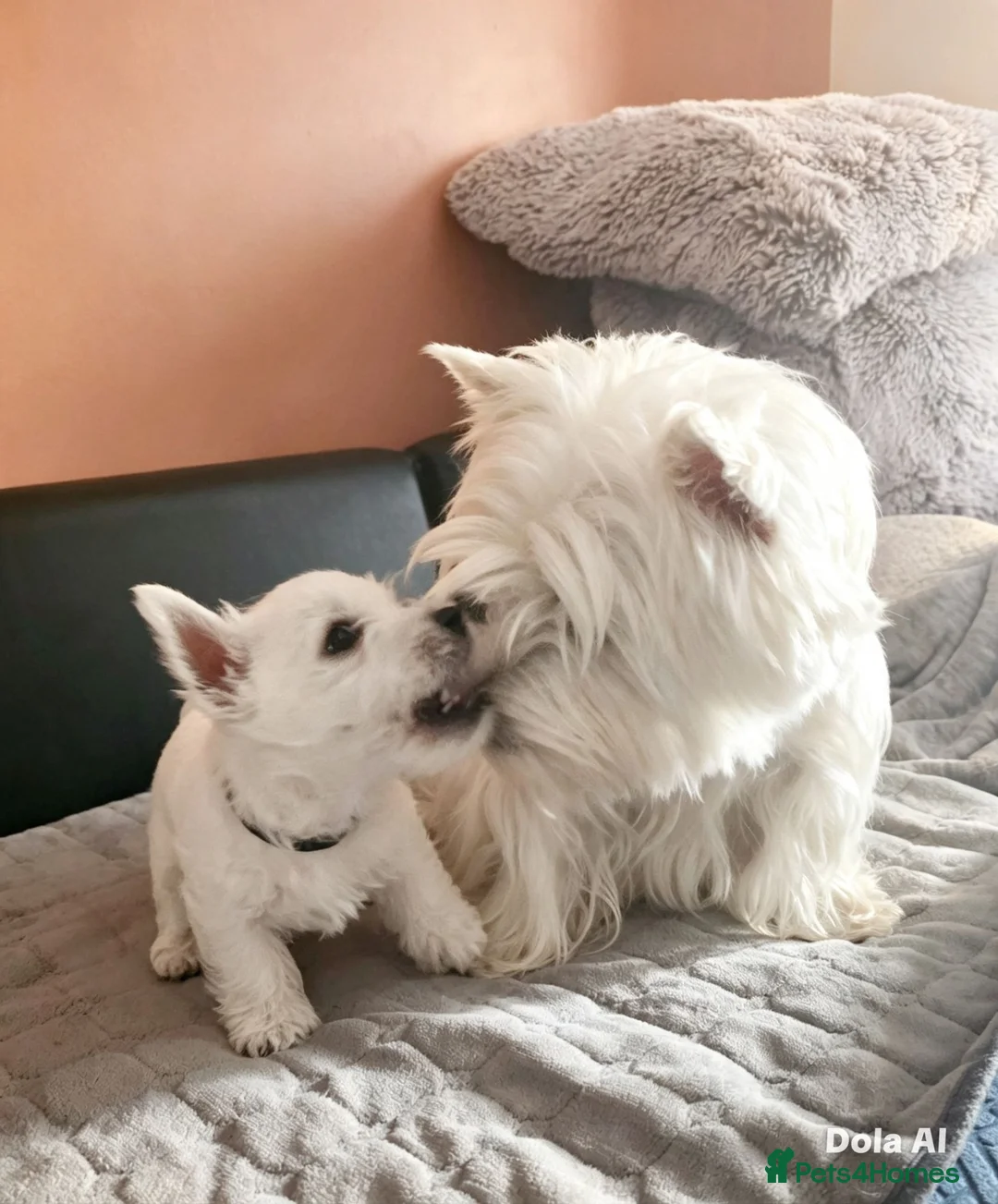 West Highland Terrier dogs for sale: 3 beautiful KC registered boys - Advert 2