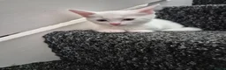 Turkish Angora cats for sale: Kittens for sale  - Advert 4