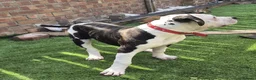 American Bulldog dogs for sale: American bulldog in Grimsby - Advert 5
