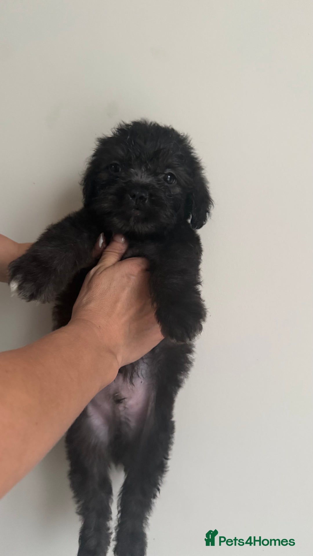 Mixed Breed dogs for sale: 6 fluffy frenchie cross puppies - Image 26