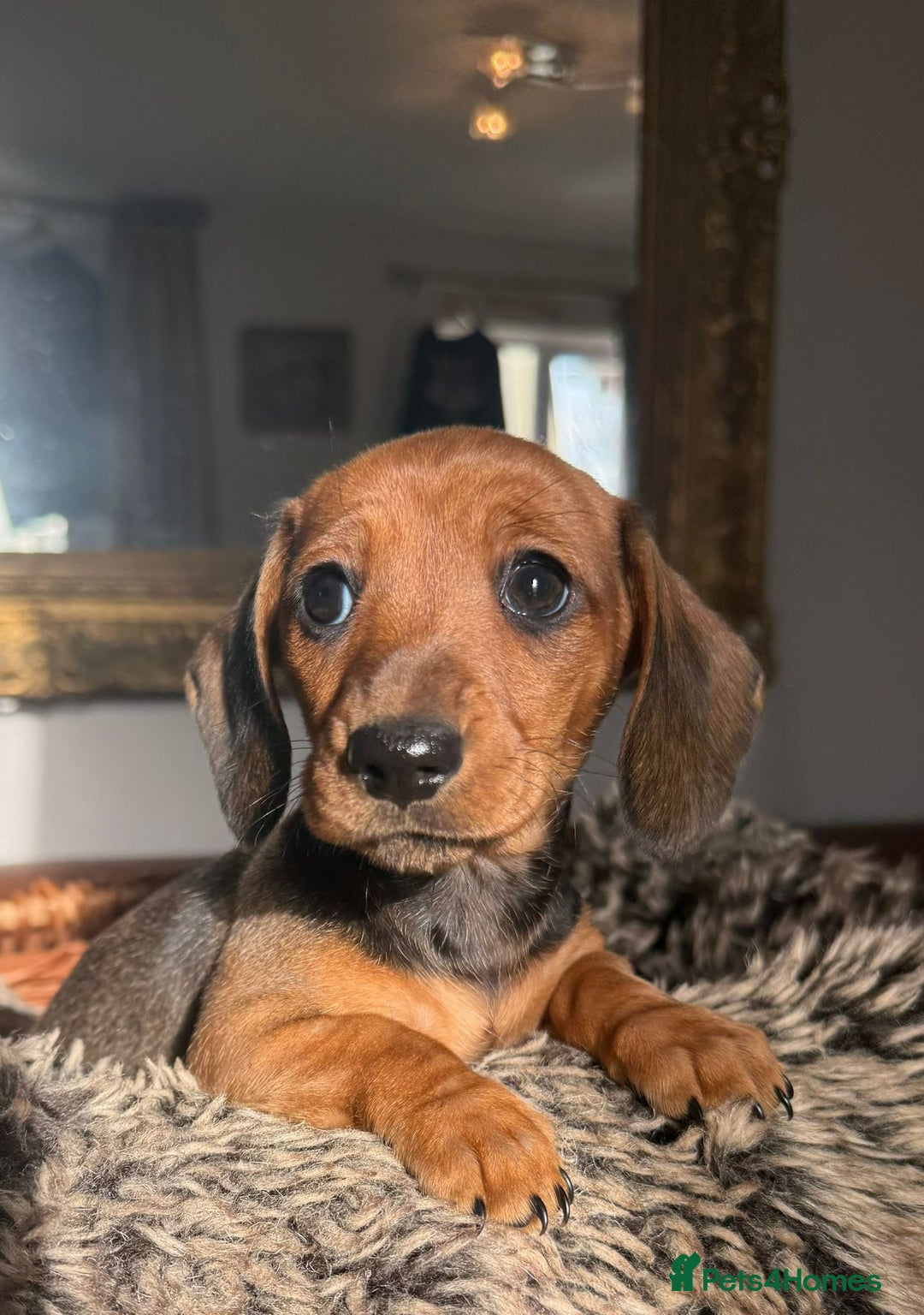 Miniature Dachshund dogs for sale: Beautiful Miniature Smooth Dachshunds  - Advert 16