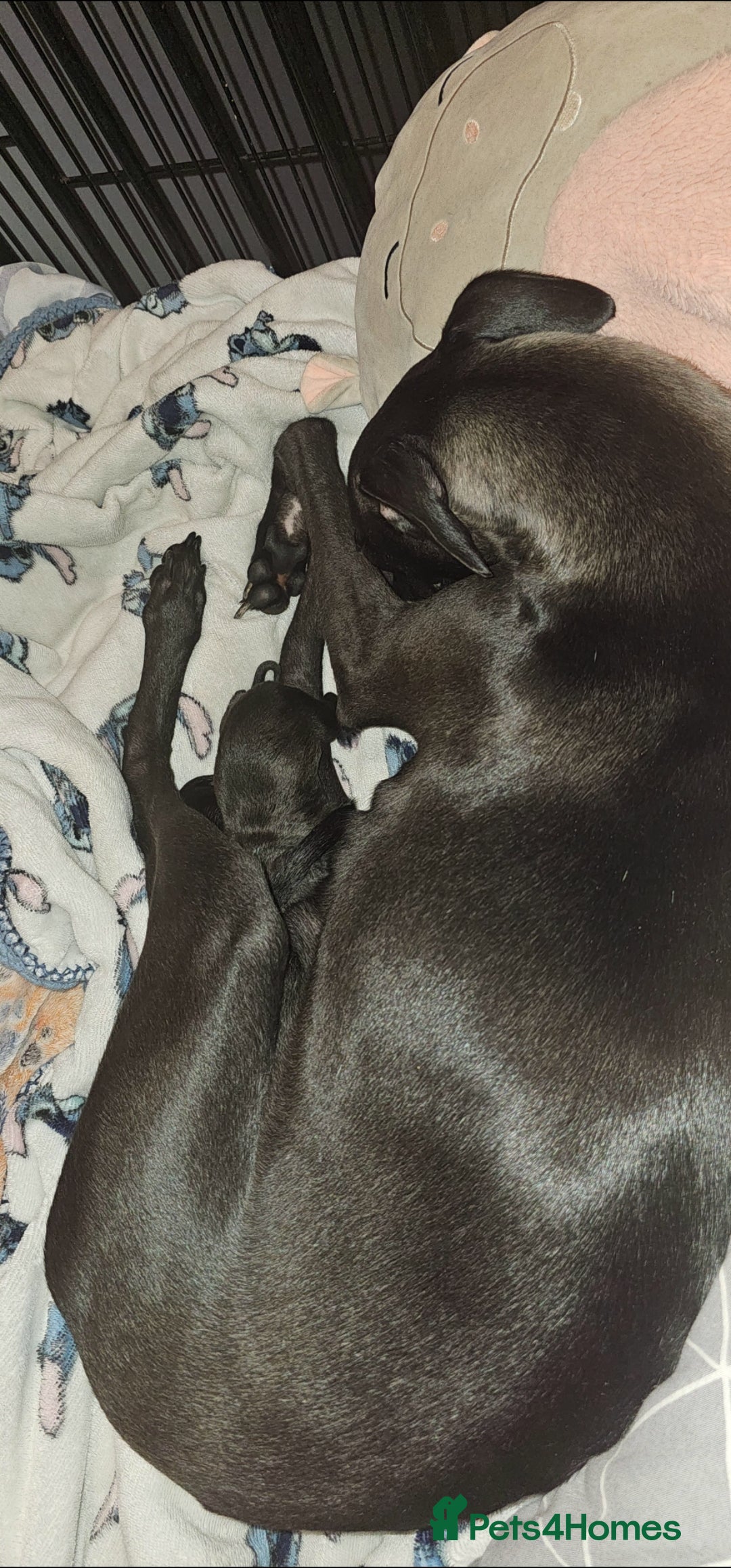 Mixed Breed dogs Whippet cross lurcher pups - Advert 13