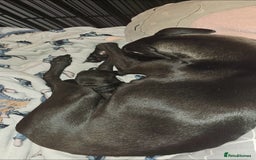 Mixed Breed dogs for sale: Whippet cross lurcher pups - Advert 5