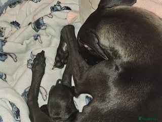 Mixed Breed dogs Whippet cross lurcher pups - Advert 1
