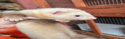 Mixed Breed livestock for sale: Ferrets ready to go now - Advert 5