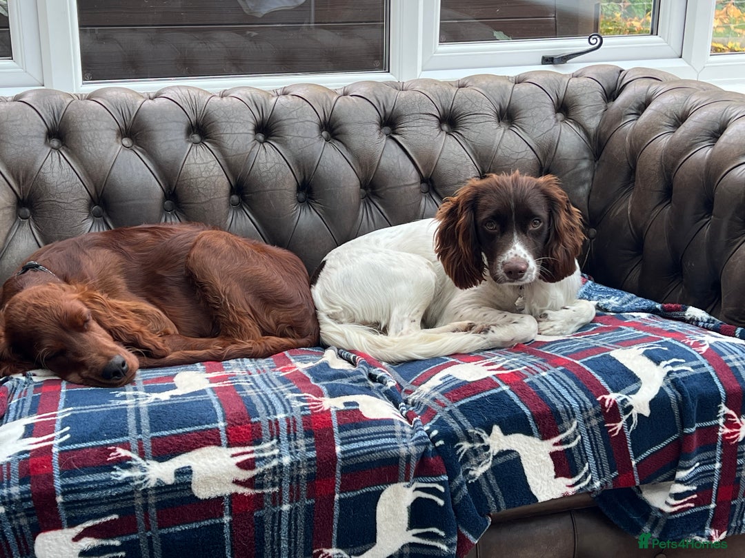 English Springer Spaniel dogs for sale: English Springer Spaniel  - Advert 2