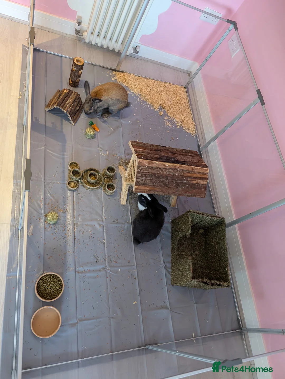 English rabbits for sale: Brother rabbits for sale in Plymouth - Advert 7