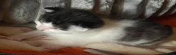 Mixed Breed cats for sale: Adorable kitten looking for new loving home - Advert 7
