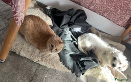 Bichon Frise dogs for adoption: Beautiful & Gentle DAISY - for a Loving Home - Image 4