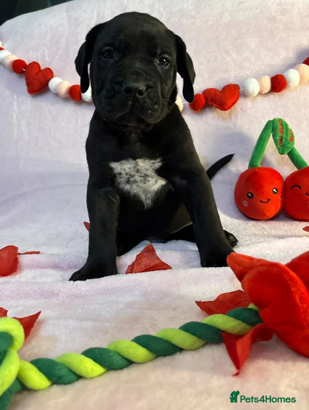 Presa Canario dogs for sale: Presa Canario puppies REDUCED  - Advert 7