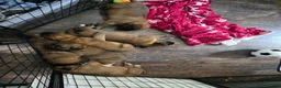 Saint Bernard dogs for sale: Saint de bordeaux puppies  - Advert 11