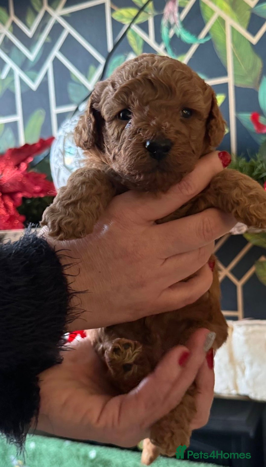 Doxiepoo dogs for sale: Stunning Doxipoo puppies  - Advert 4