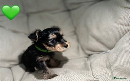 Yorkshire Terrier dogs for sale: Yorkies puppies  - Image 7