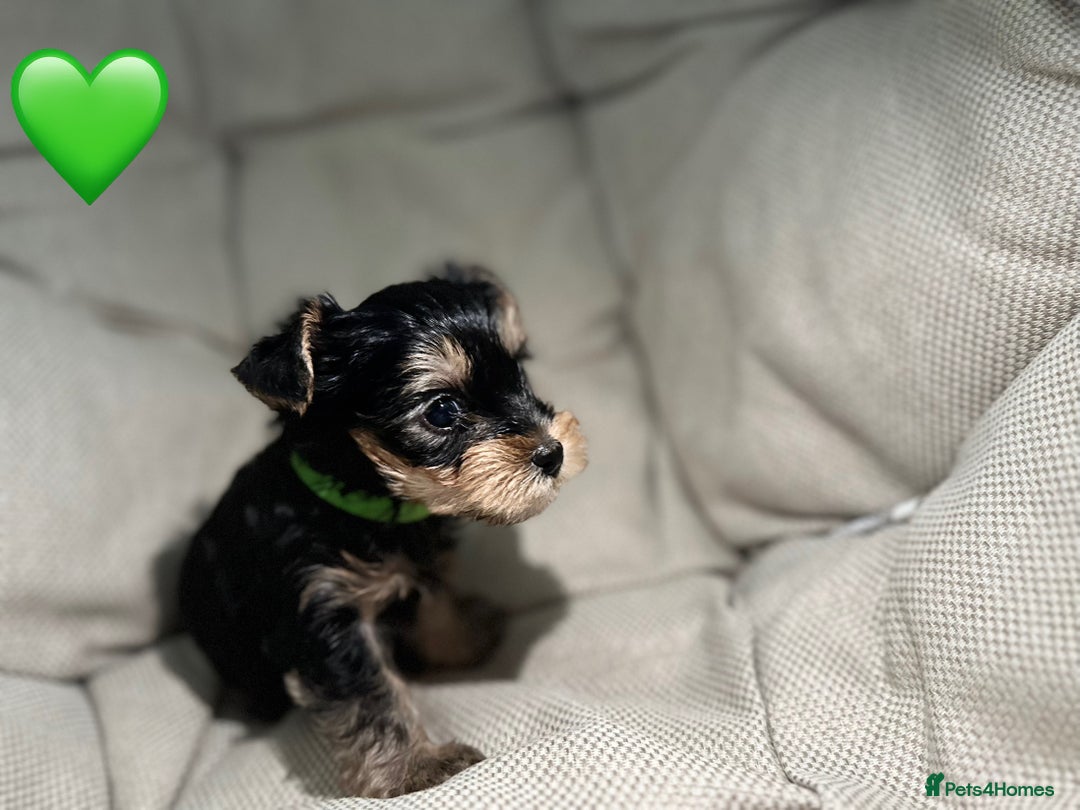 Yorkshire Terrier dogs for sale: Yorkies puppies  - Image 7