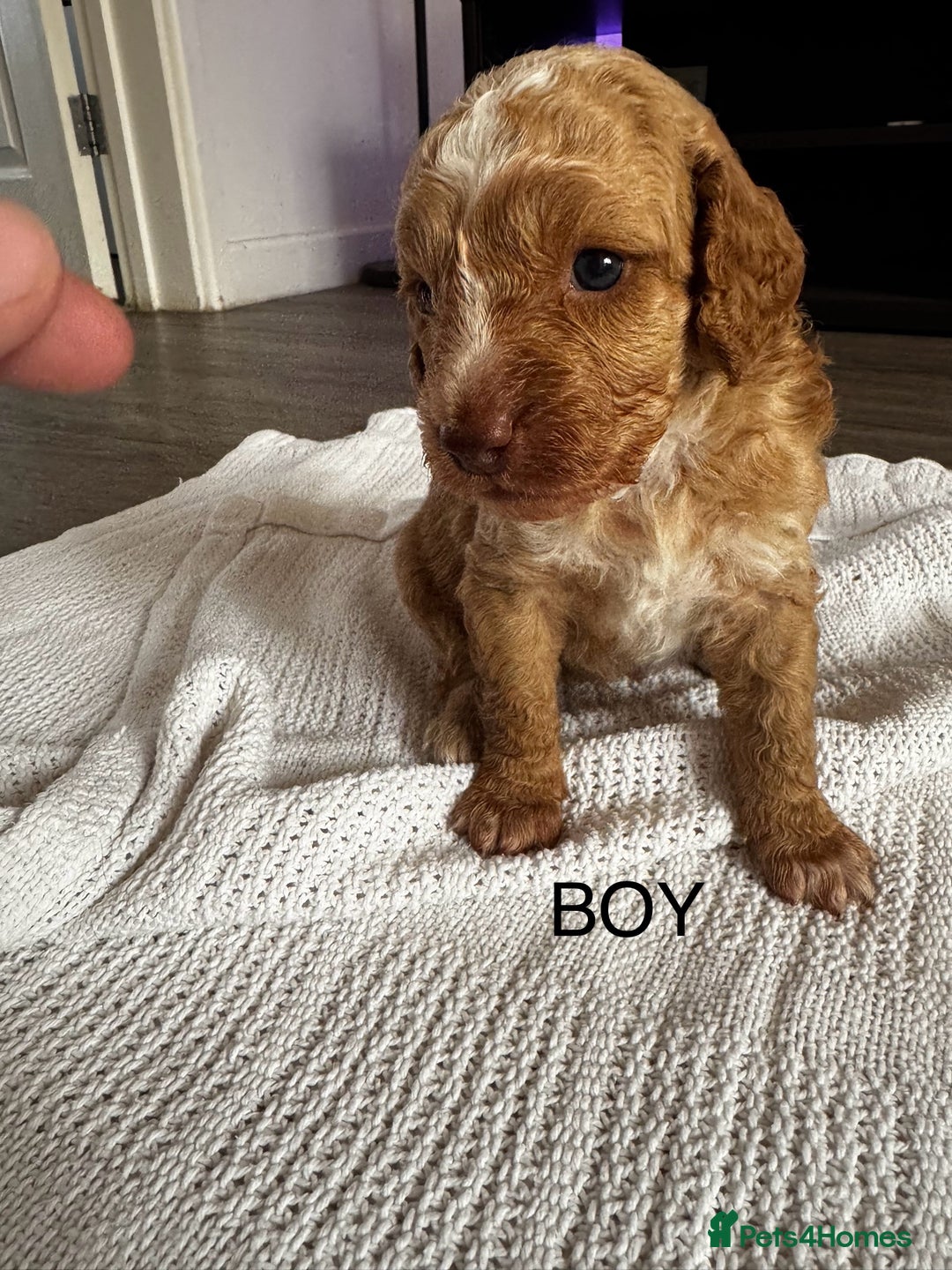 Cockapoo dogs for sale: Cockapoo puppies  - Image 4