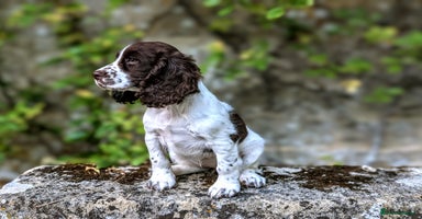 Cocker Spaniel dogs - Advert 11