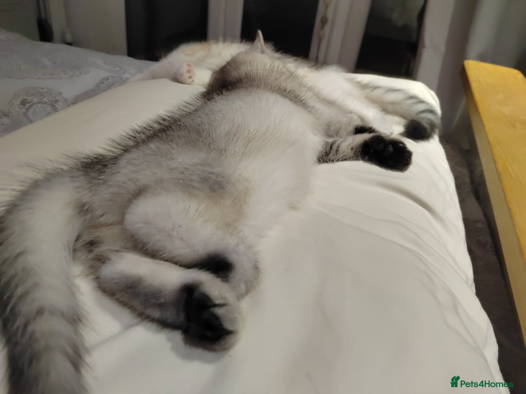 Scottish Fold cats for sale: Scottish Kittens 💜 - Image 16