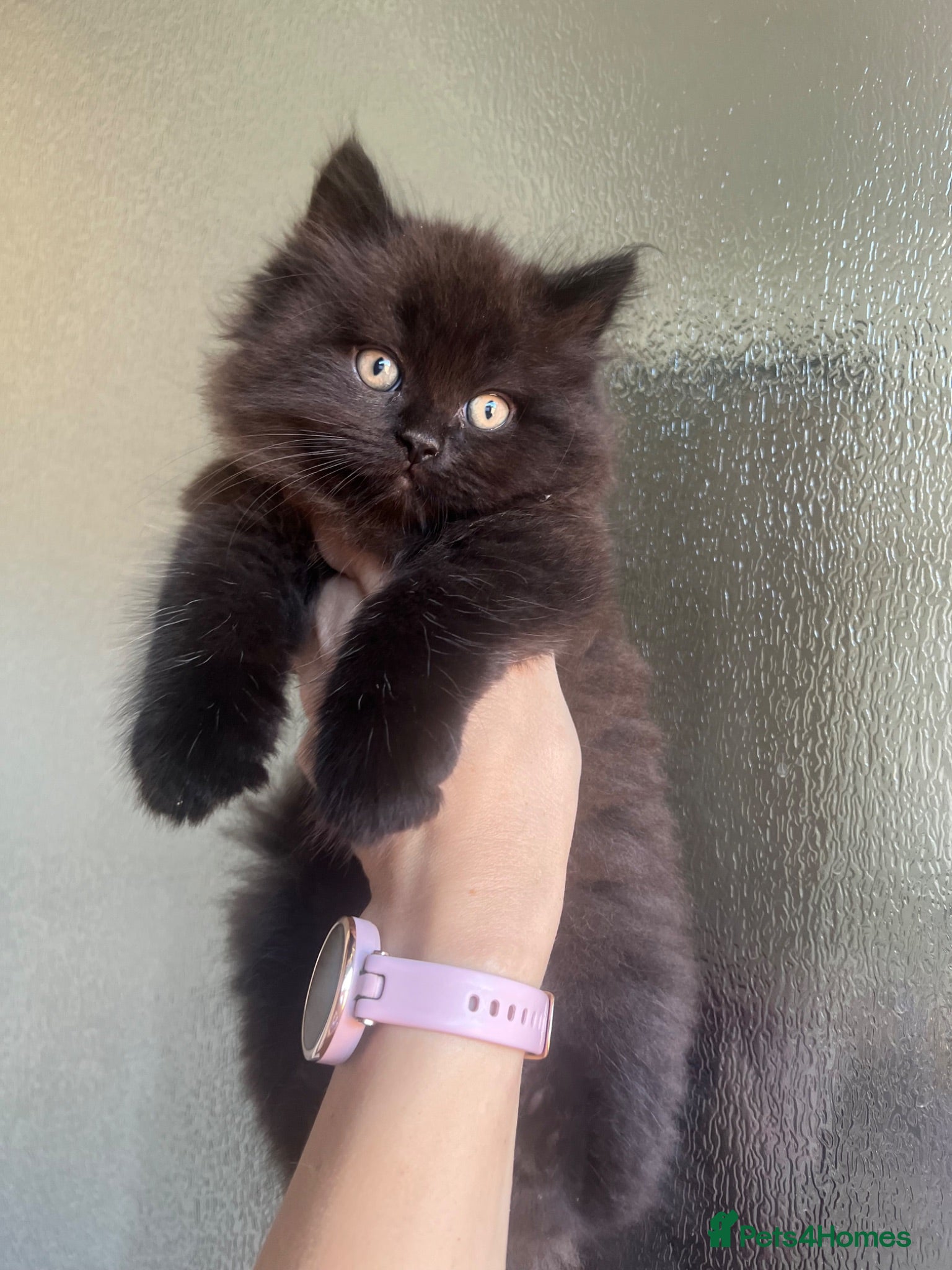 Persian cats Half Persian Half Long hair Kittens.  - Advert 7