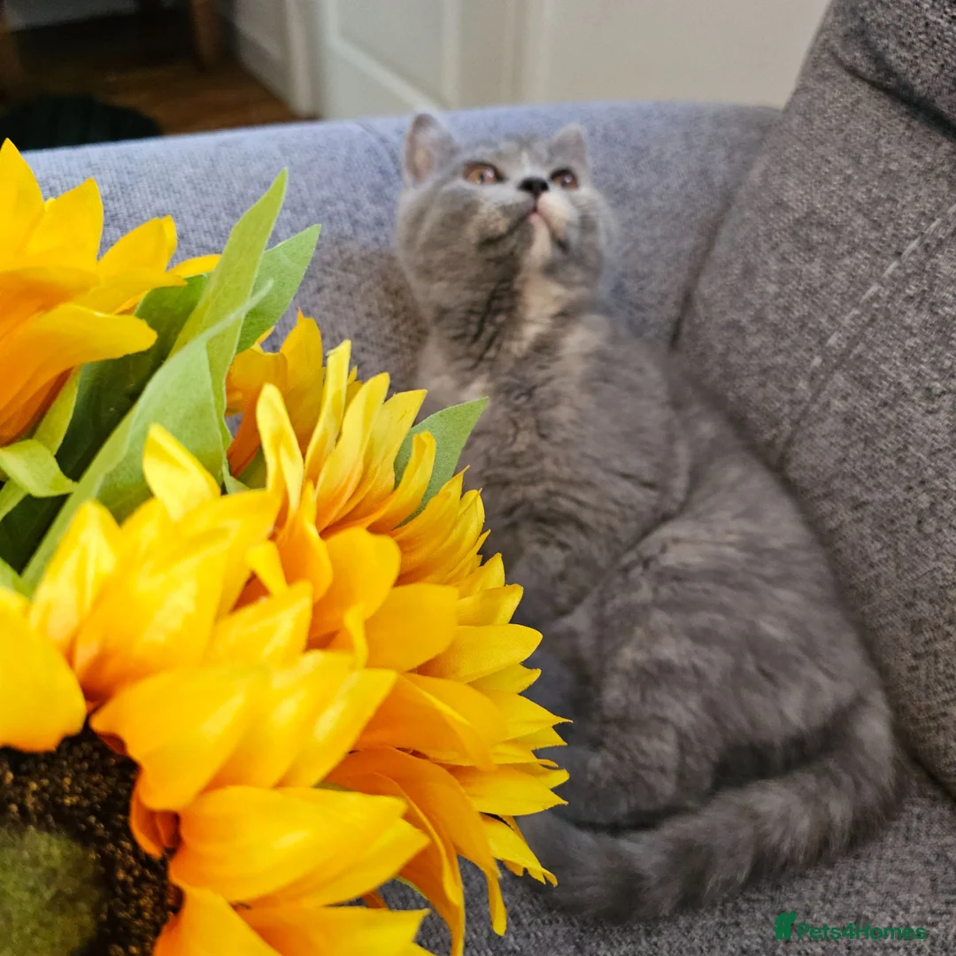 British Shorthair cats for sale: GCCF beauties ready to go. - Advert 1