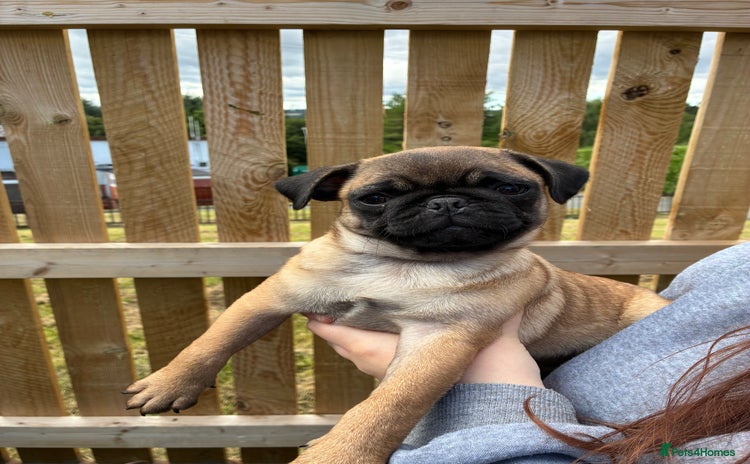 Pug dogs - Advert 10