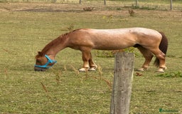New Forest horses for sale: Warrior - Image 1