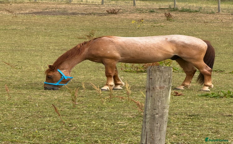 New Forest horses - Advert 7