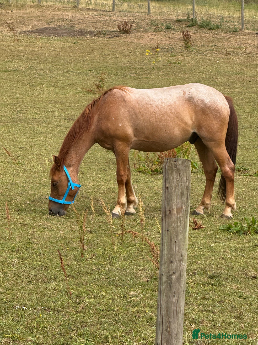 New Forest horses for sale: Warrior - Image 1