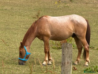 New Forest horses - Advert 7
