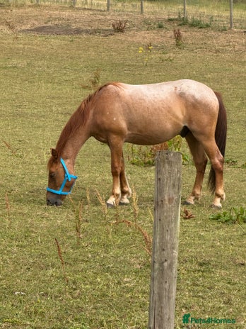 New Forest horses - Advert 2