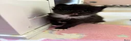 Ragcoon cats for sale: Beautiful Ragcoon Kittens for Sale - Advert 6