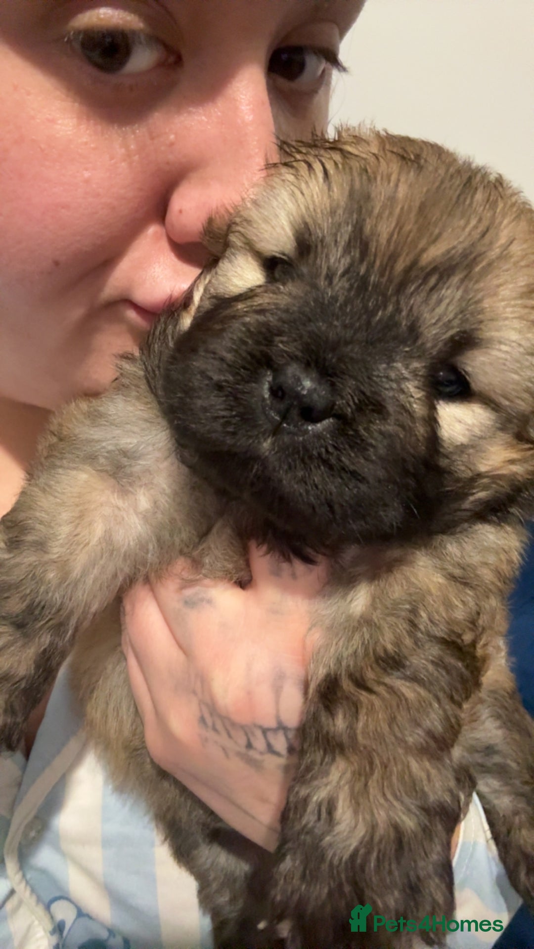 Chow Chow dogs for sale: Chow chow puppies  - Advert 37