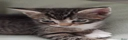 Mixed Breed cats for sale: Lovely Bengal x kittens for sale. - Advert 7