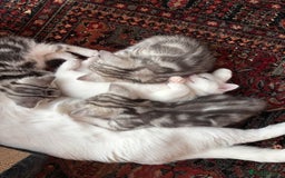 British Shorthair cats for sale: Beautiful British Shorthair/Turkish Angora Kittens - Image 5