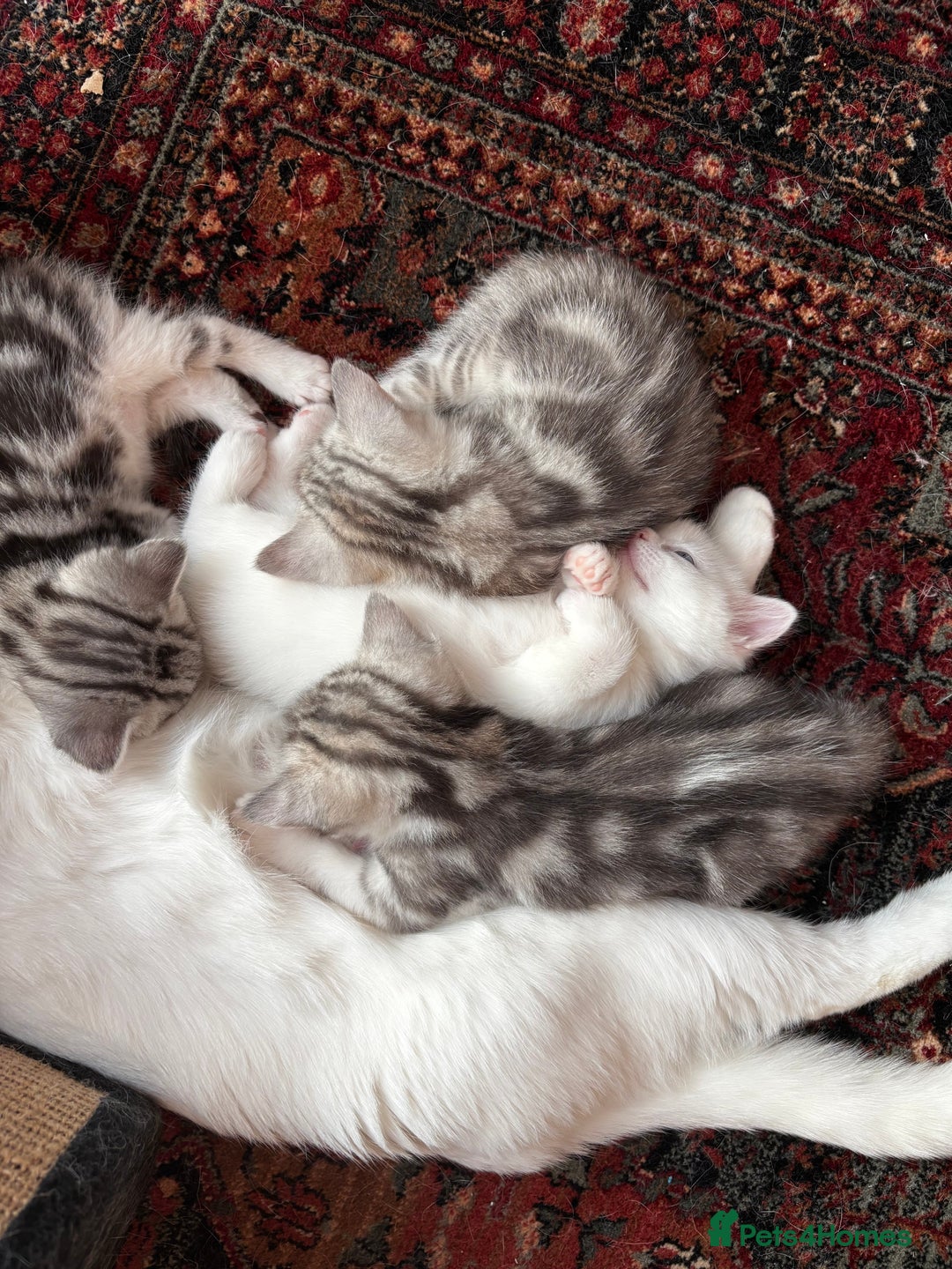 British Shorthair cats for sale: Beautiful British Shorthair/Turkish Angora Kittens - Image 5
