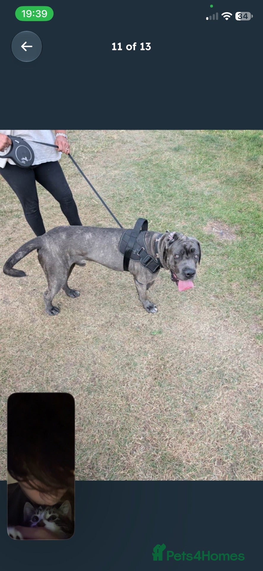 Cane Corso dogs Zeus  - Advert 2